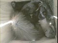 ムササビの双子2013.05.06